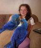 Sevimli bebek hyacnth macaw satlk papaan