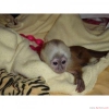 Sevimli bebek kız capuchin maymun