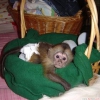 Sevimli bebek kz capuchin  merhaba hayatm , capuchin maymu