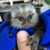 Sevimli bebek marmoset maymunlar x