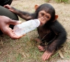 Sevimli bebek empanze maymun evlat edinmeye hazr