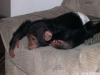 Sevimli bebek empanze maymun sahiplendirilmeye hazr