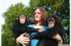 Sevimli bebek empanze maymunu satlktr.