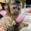 Sevimli beyaz yzl dii bebek kapuin maymunu evlat edinmey
