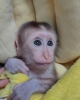 Sevimli biberonla beslenen ikizler bebek capuchin maymunu sa