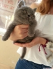 Sevimli british shorthair yavrular