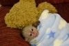 Sevimli capuchin maymunu