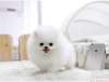Sevimli çay bardağı pomeranian puppy