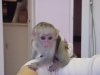 Sevimli erkek ve dii bebek capuchin maymunlar evlat edinmek