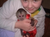 Sevimli erkek ve dii capuchin maymunlar