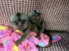 Sevimli erkek ve dii marmoset maymunlar mevcut