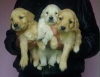 Sevimli golden retriever yavrular