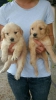 Sevimli golden retriever yavrular