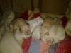 Sevimli golden retriever yavrular