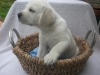 Sevimli labrador retriever puppy