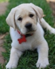 Sevimli labrador retriever yavrular mevcuttur