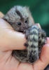 Sevimli marmoset maymunlar