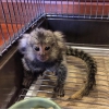 Sevimli marmoset maymunlar