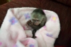 Sevimli marmoset maymunlar