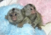 Sevimli marmoset maymunlar mevcut
