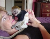 Sevimli mini capuchin maymunları mevcut