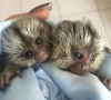 Sevimli mini marmoset maymunlar