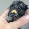 Sevimli mini marmoset maymunları mevcut