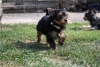 Sevimli morkie puppies