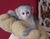 Sevimli olmal evlat edinmek iin muhteem bebek capuchin ma