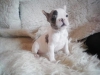 Sevimli oyuncak french bulldog yavrular mevcuttur