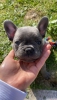 Sevimli oyuncak french bulldog yavrular mevcuttur