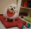 Sevimli pedigree pomeranian puppies