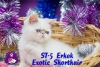 Sevimli persian ve exotic shorthair yavrularımız