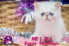 Sevimli persian ve exotic shorthair yavrularmz