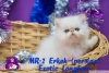 Sevimli persian ve exotic shorthair yavrularmz