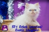 Sevimli persian ve exotic shorthair yavrularmz