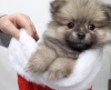 Sevimli pomeranian puppy mevcut