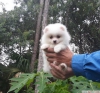 Sevimli pomeranian puppy mevcut