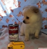 Sevimli pomeranian puppy mevcut