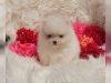 #sevimli pomeranian yavru