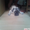 SEVML PUG