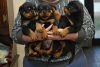 Sevimli rottweiler yavrular vanessadincadam@gmail.com