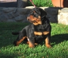 Sevimli rottweiler yavrusu