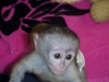 Sevimli salkl capuchin maymunlar