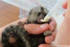 Sevimli, sağlıklı marmoset maymunları