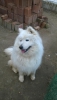 Sevimli samoyed