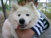 Sevimli samoyed