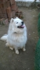 Sevimli samoyed