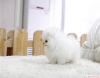 Sevimli sevimli pomeranians