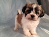 Sevimli shih tzu kpek yavrusu sevimli ve elenceli yeni bir